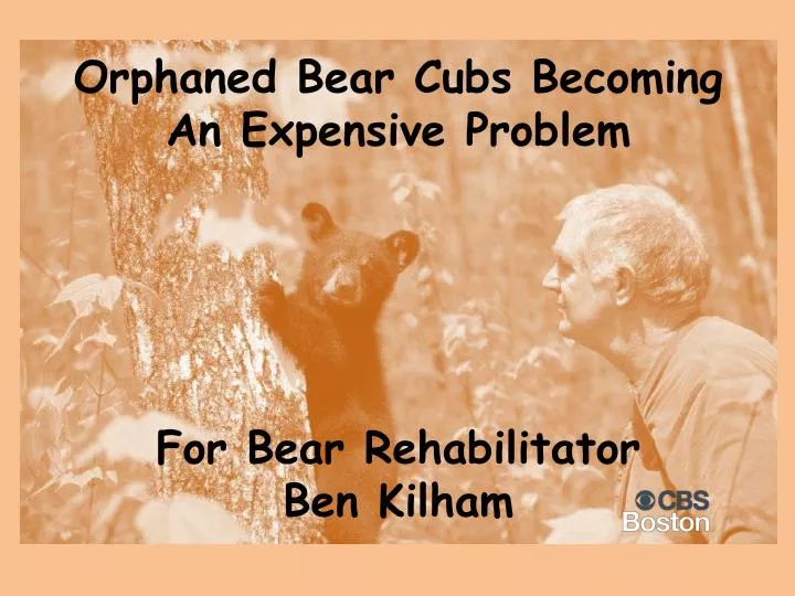 orphaned bear cubs becoming a n expensive problem for bear rehabilitator ben kilham