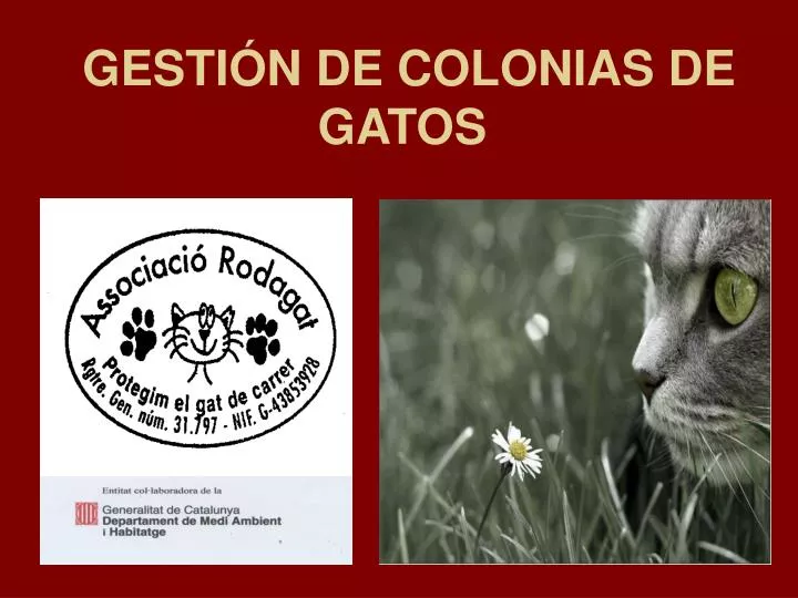 gesti n de colonias de gatos