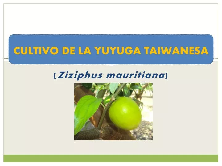 cultivo de la yuyuga taiwanesa