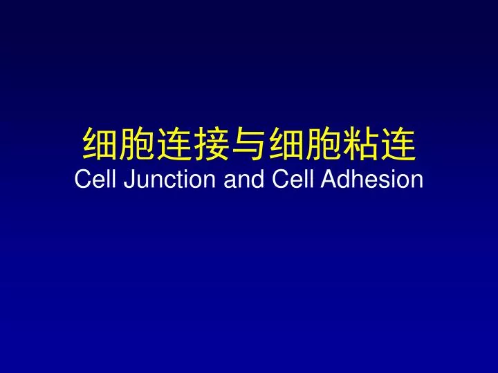 cell junction and cell adhesion