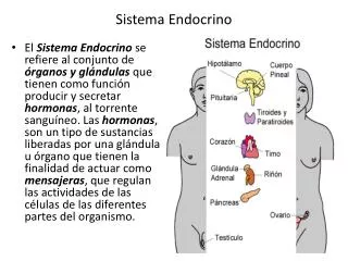 sistema endocrino