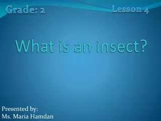 What is an insect?