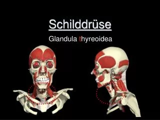 schilddr se