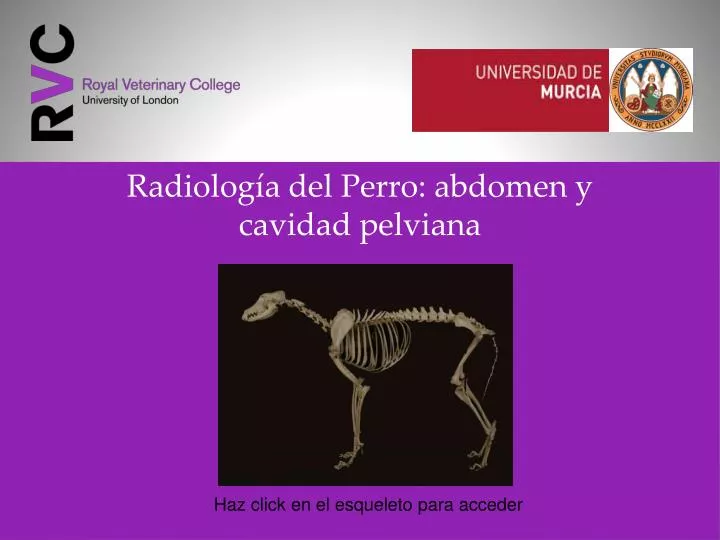 radiolog a del perro abdomen y cavidad pelviana