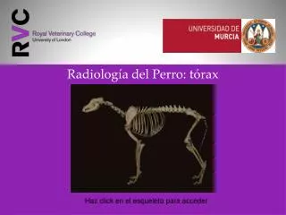 radiolog a del perro t rax
