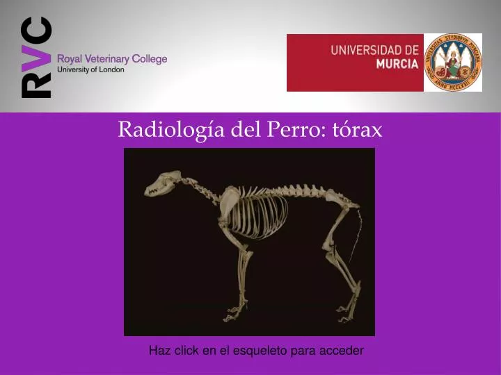 radiolog a del perro t rax