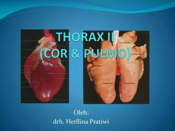 thorax ii cor pulmo