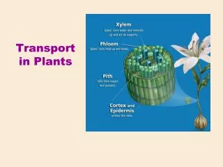 Transport in Plants