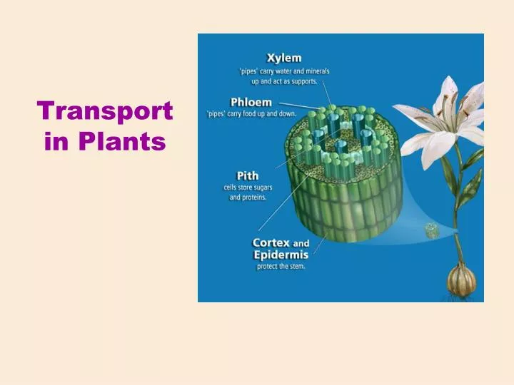 transport in plants
