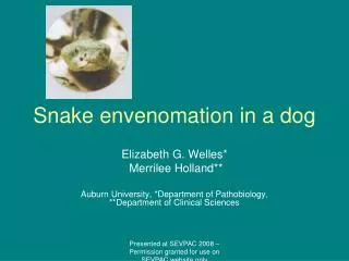 Snake envenomation in a dog