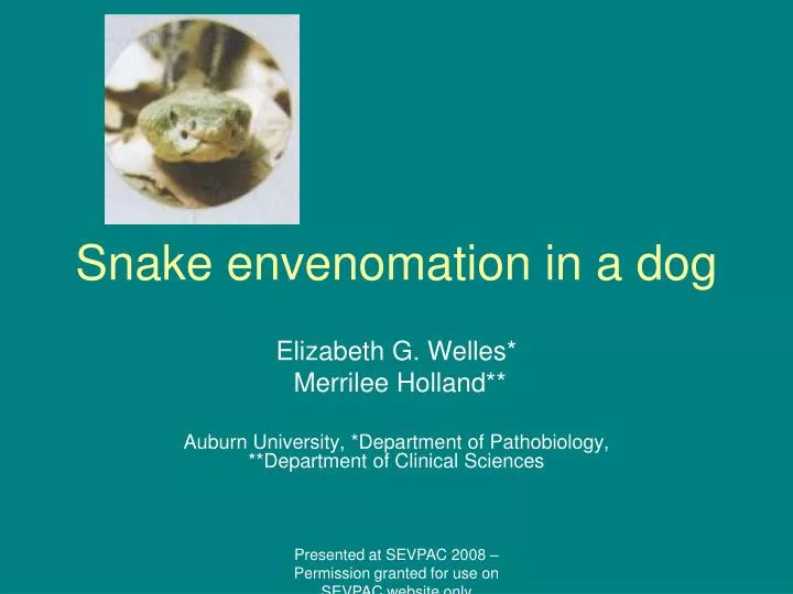 snake envenomation in a dog