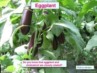 Do you know that eggplant and cholesterol are closely related?