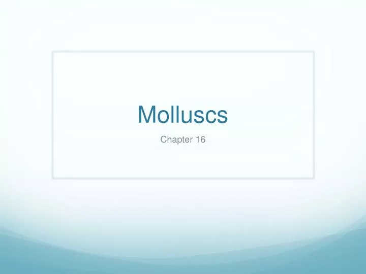 molluscs