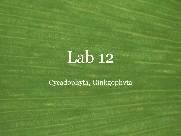 lab 12