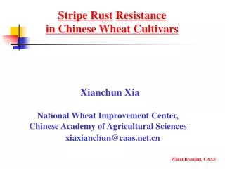 Stripe Rust Resistance in Chinese Wheat Cultivars