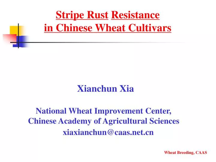 stripe rust resistance in chinese wheat cultivars