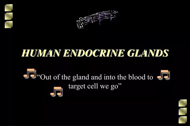 human endocrine glands