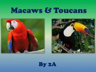 Macaws &amp; Toucans