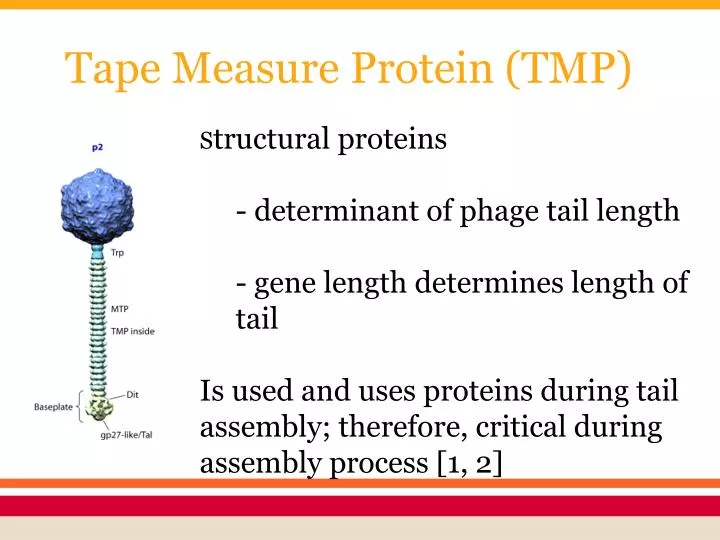 tape measure protein tmp