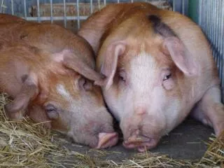 Status &amp; challenges of Polish pork production