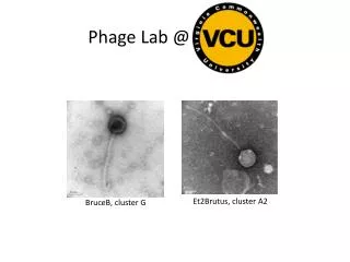 Phage Lab @