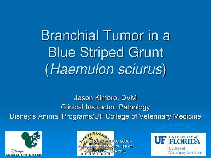 branchial tumor in a blue striped grunt haemulon sciurus