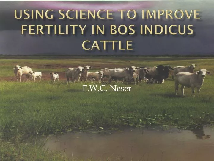 using science to improve fertility in bos indicus cattle