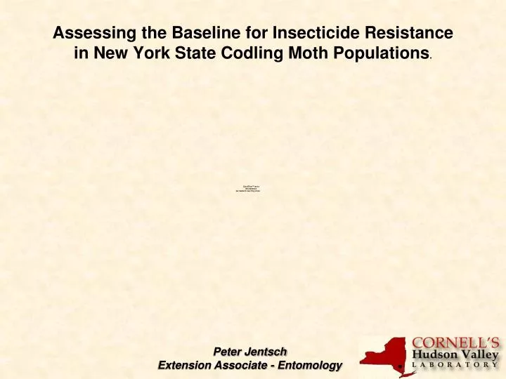 assessing the baseline for insecticide resistance in new york state codling moth populations