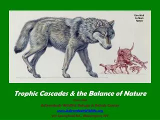 Trophic Cascades &amp; the Balance of Nature Steve Hall Adirondack Wildlife Refuge &amp; Rehab Center
