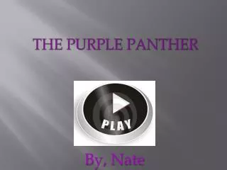 The Purple panther