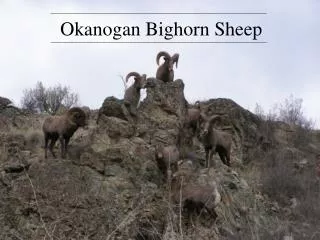 Okanogan Bighorn Sheep