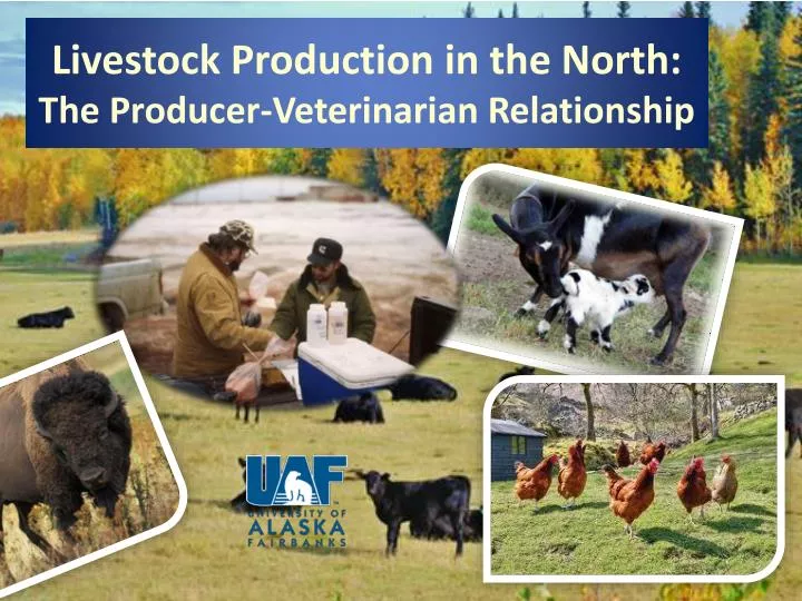 livestock production in the north the producer veterinarian relationship