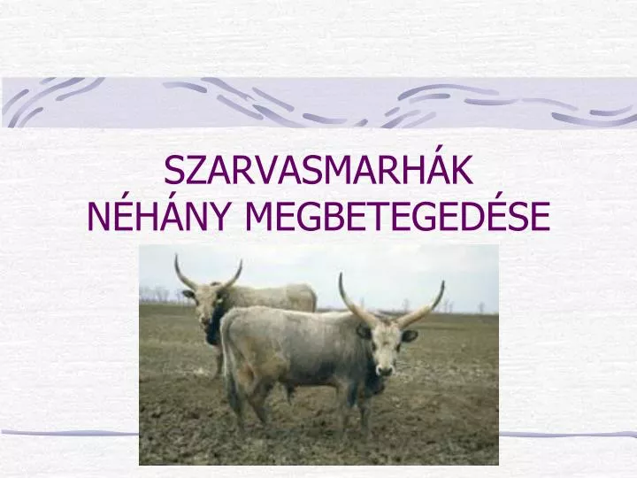 szarvasmarh k n h ny megbeteged se