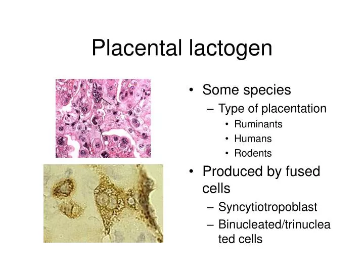 placental lactogen