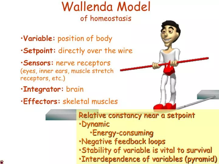 wallenda model of homeostasis