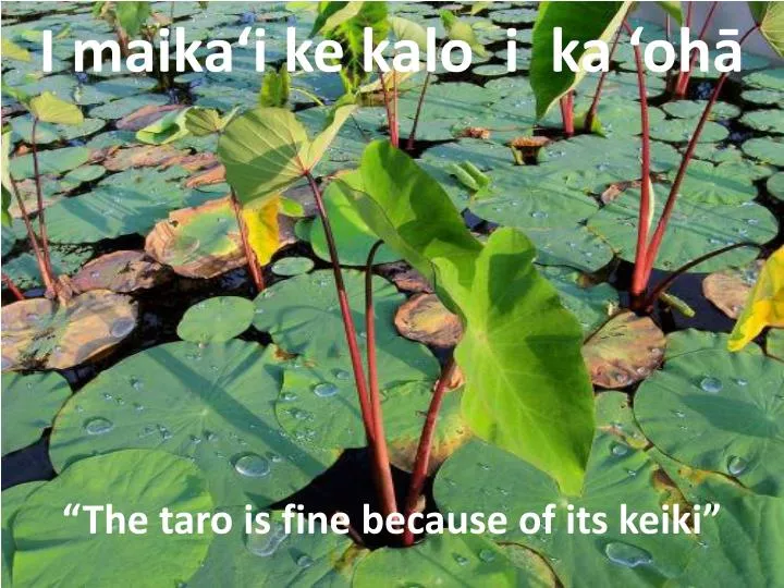 the taro is fine because of its keiki