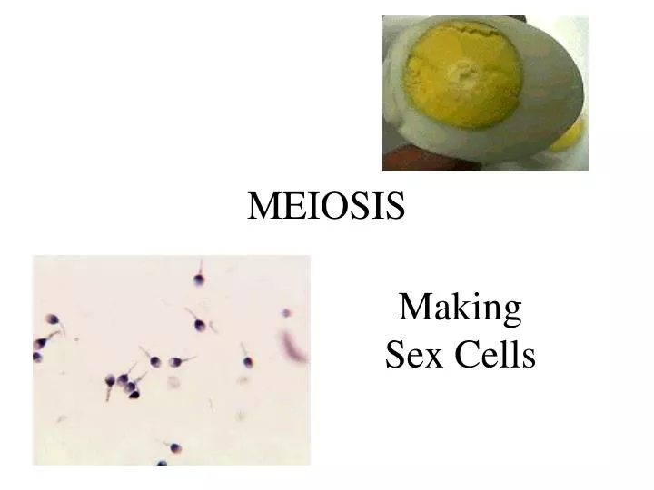 meiosis