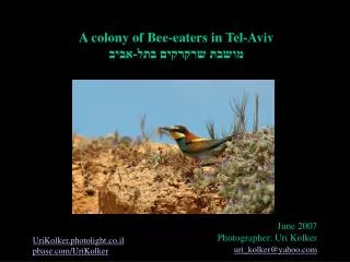 A colony of Bee-eaters in Tel-Aviv ????? ??????? ???-????