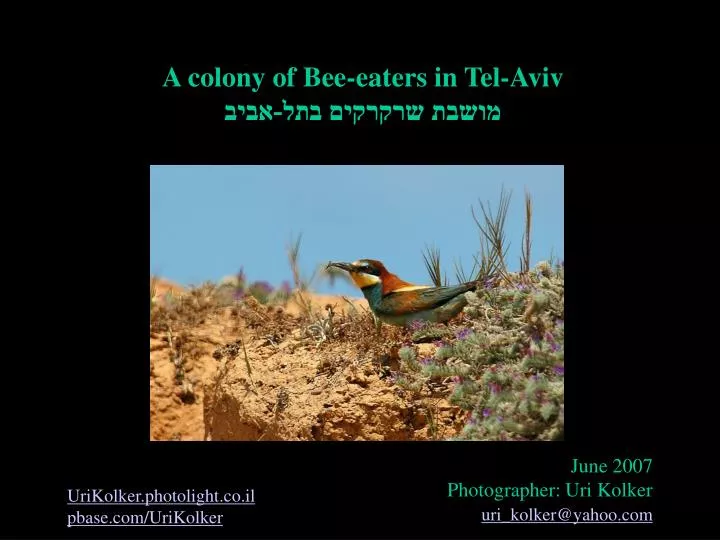 a colony of bee eaters in tel aviv