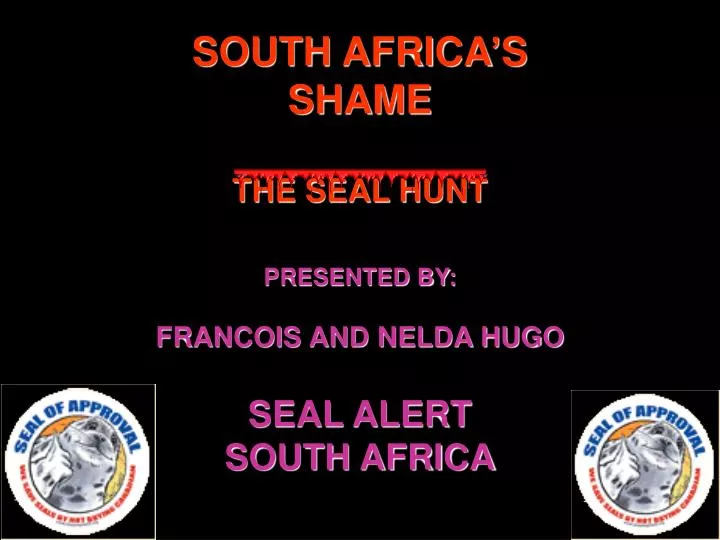 south africa s shame the seal hunt
