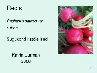 redis raphanus sativus var sativus sugukond rist ielised