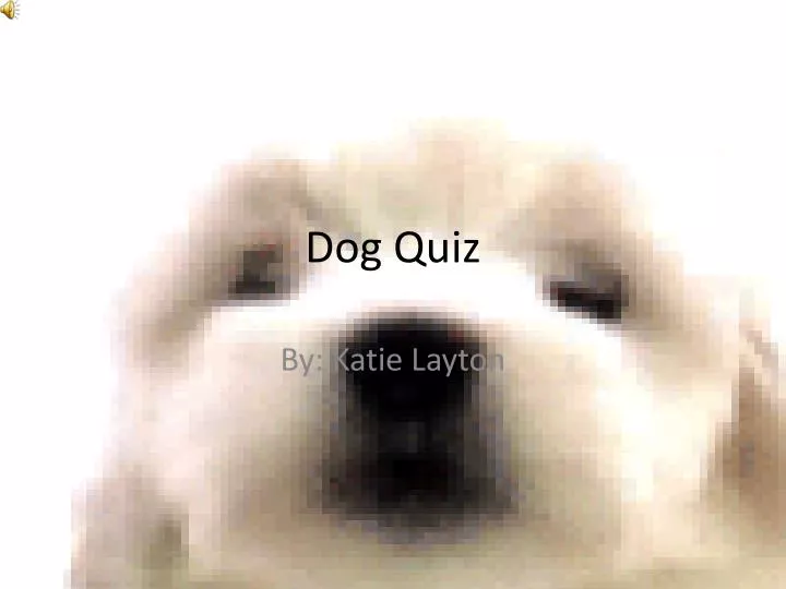 dog quiz