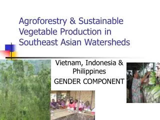 Agroforestry &amp; Sustainable Vegetable Production in Southeast Asian Watersheds