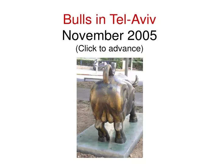 bulls in tel aviv november 2005 click to advance
