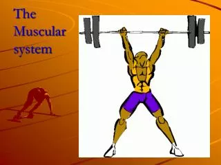 The Muscular system