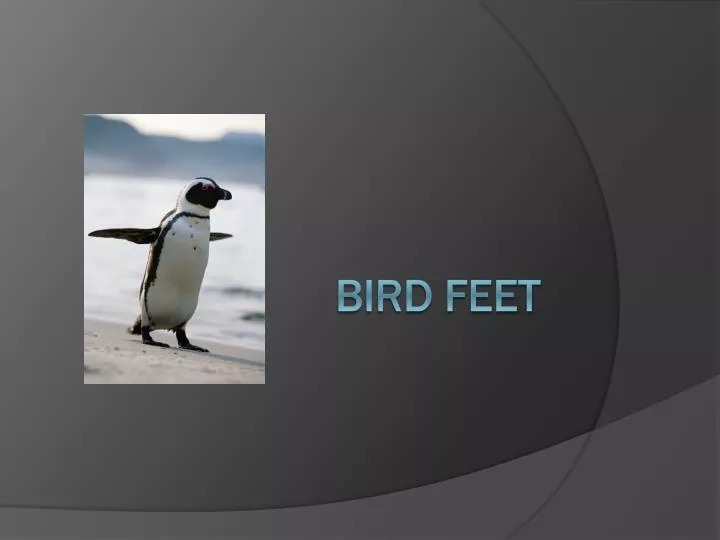 bird feet