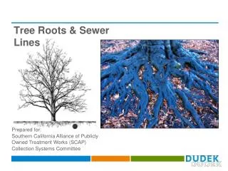 Tree Roots &amp; Sewer Lines