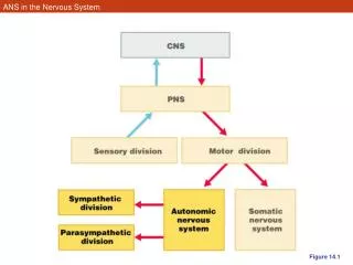 ANS in the Nervous System
