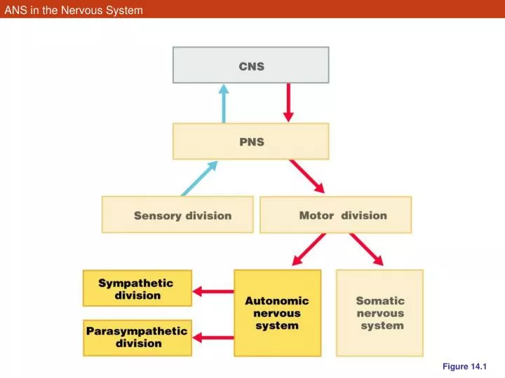 ans in the nervous system