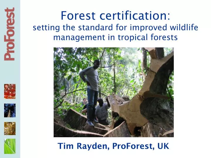 forest certification setting the standard for improved wildlife management in tropical forests